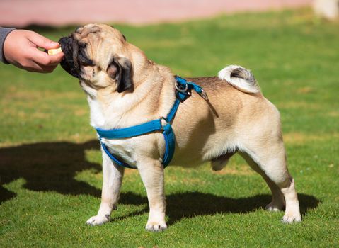 Dog Pug with pleasure eats Banana, on green grass