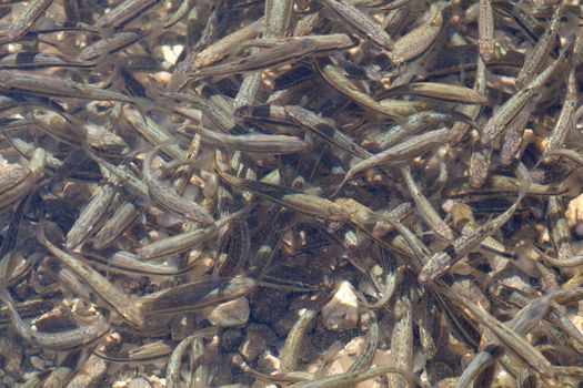 Shoal, a lot of fishes, Krnsko lake