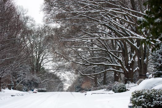 snow covered street and treeline