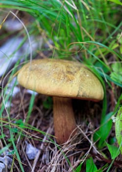 Close up of a Forest mushroom between grass