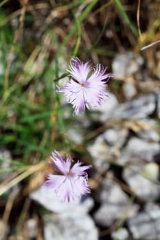 Photo of flower in Slovenian countryside