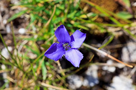Photo of flower in Slovenian countryside