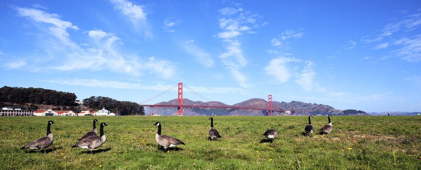 panoramic view of Golden Gate Bridge whith gooses, San Francisco 