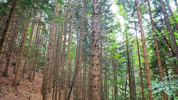 View of the Forest in the Slovenian Julian Alps