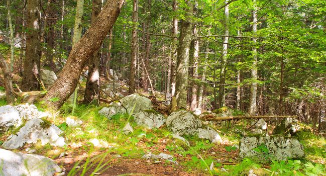 View of the Forest in the Slovenian Julian Alps