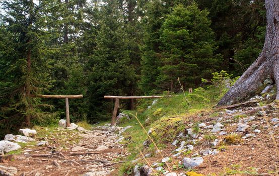 View of the Forest in the Slovenian Julian Alps