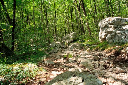 View of the Forest in the Slovenian Julian Alps