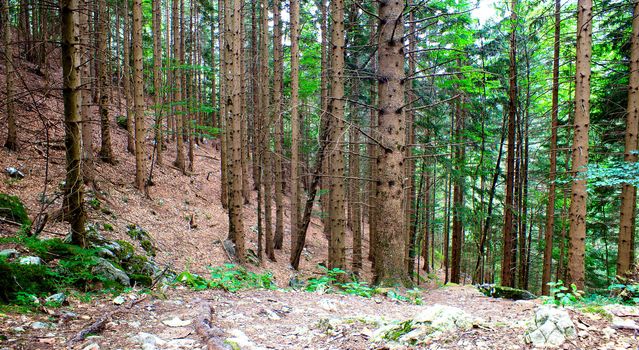 View of the Forest in the Slovenian Julian Alps