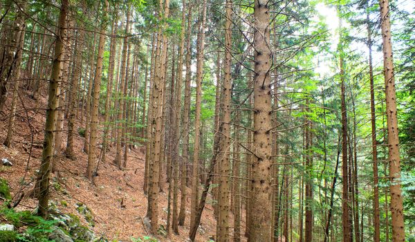 View of the Forest in the Slovenian Julian Alps