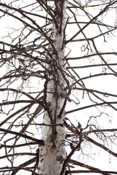 Photo of a Bare tree in the forest