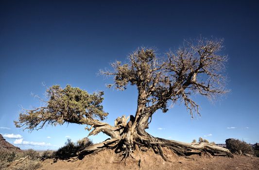 big tree root and blue sky