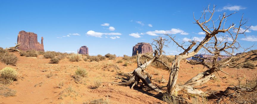 Dead wood at Monument Valley, panoramic view, USA