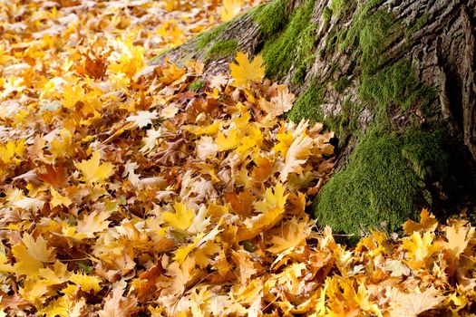 background of yellow autumn leaves