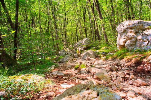 View of the Forest in the Slovenian Julian Alps