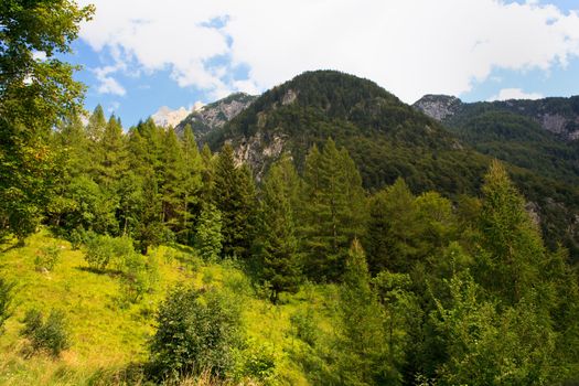 View of the Forest in the Slovenian Julian Alps