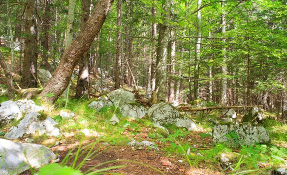 View of the Forest in the Slovenian Julian Alps