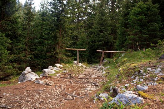 View of the Forest in the Slovenian Julian Alps