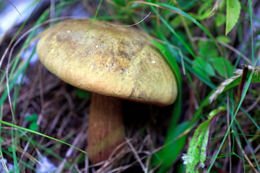 Close up of a Forest mushroom between grass