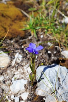 Photo of flower in Slovenian countryside