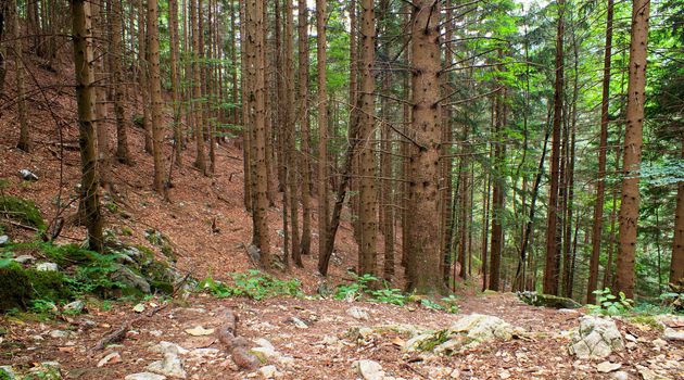 View of the Forest in the Slovenian Julian Alps