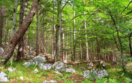 View of the Forest in the Slovenian Julian Alps