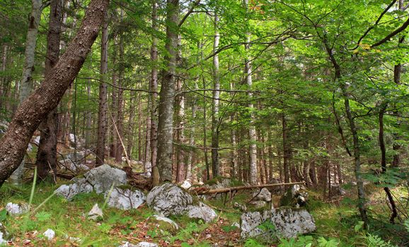 View of the Forest in the Slovenian Julian Alps