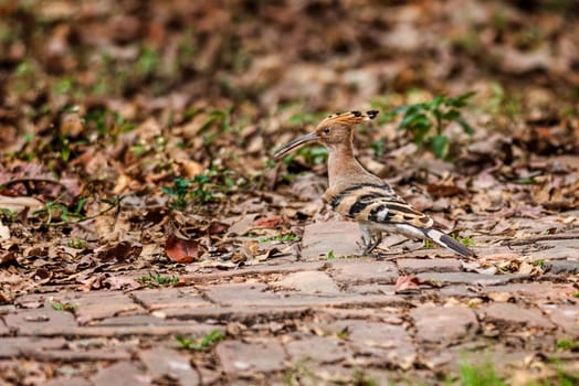 Common Hoopoe, Upupa epops, bird, walking on a brick path, copy space