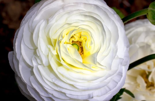 White Ranunculus With Yellow Stamen Macro