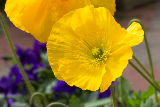 Brilliant Sunlit Yellow Poppy Macro Close-up.