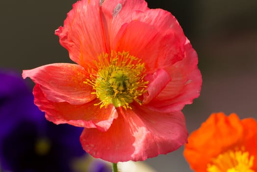 Brilliant Sunlit  Orange Poppy Macro Close-up.