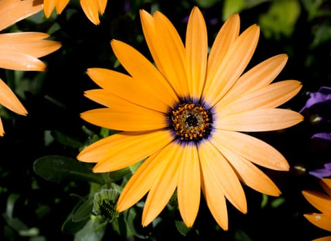 A Orange Symphony Bloom Up Close.