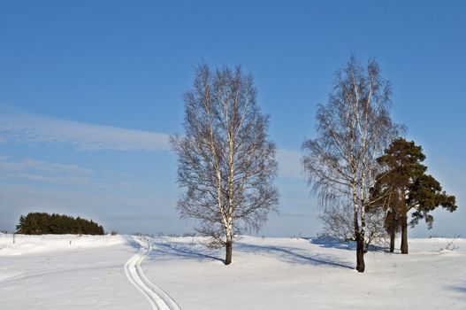 Bare birches and a pine on a hillside in winter time