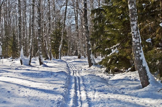 Ski track between birch trees in winter mixed forest