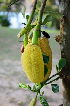 Young jackfruit