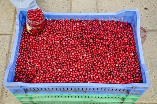 fresh cranberries fruits in market plastic box
