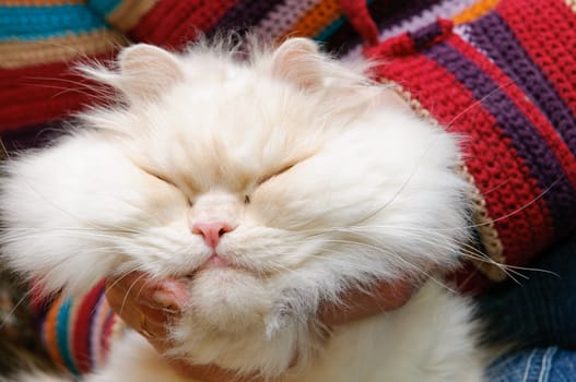 Head of a white fluffy cat. 