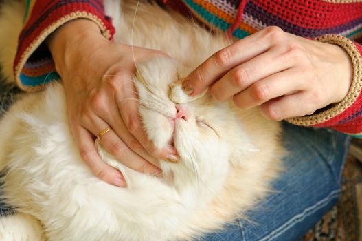 Treatment of cat. The veterinary surgeon wipes eyes to a cat