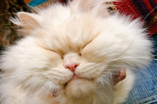 Head of a white fluffy cat with closed eyes