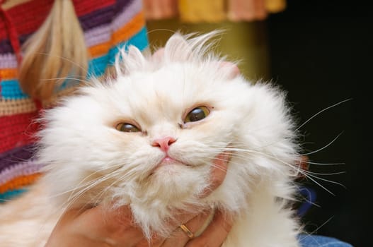 White fluffy cat with widely open eyes