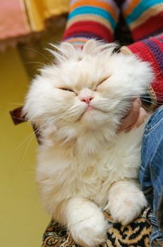 White fluffy cat with a closed eyes