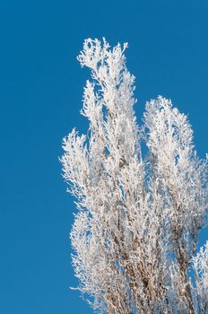 The winter tree covered with hoarfrost against the dark blue sky