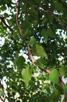 birch green leaf in a summer day