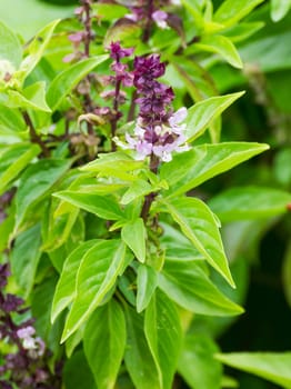 Fresh basil flower plant in the garden