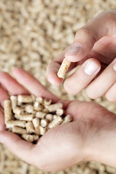 Man holding a wood pellet between his fingers. Wood pellets are made from wood waste and used as renewable fuel.