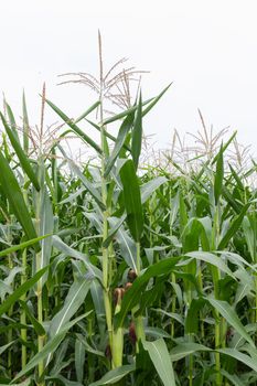 Green field of corn growing up in farm