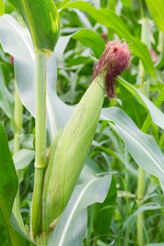 Corn on the stalk in the field