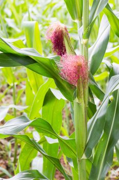 Corn on the stalk in the field