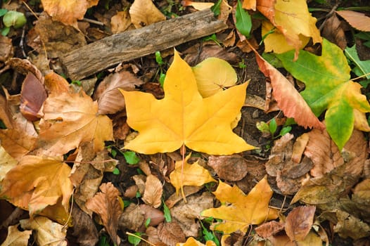 One new maple yellow leaf laying on earth. Leaf background. 