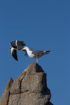 Two Gulls With One in Flight.