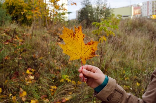 hand hold colorful yellow orange maple tree leaf in autumn.